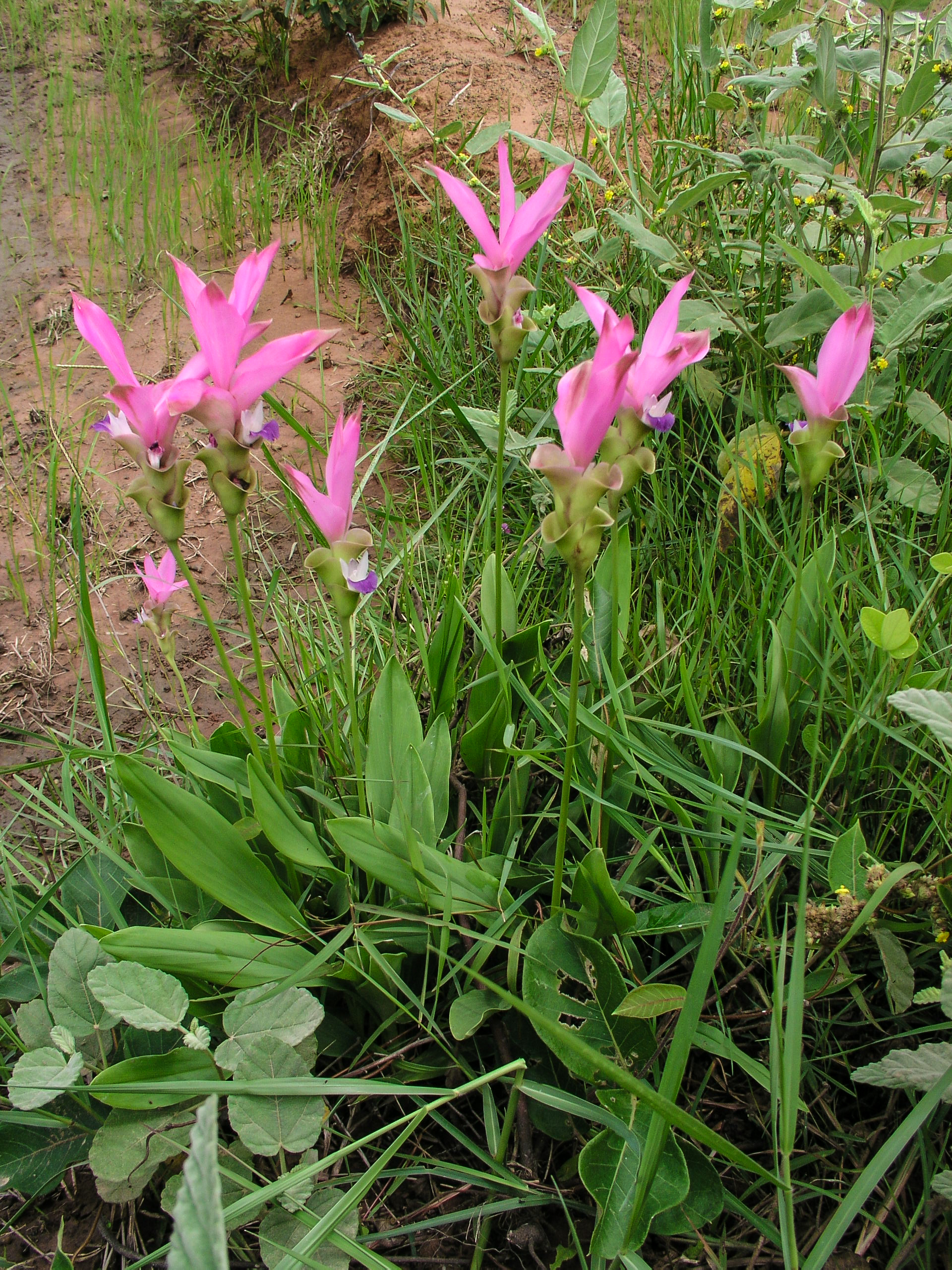 ปทุมมา Curcuma alismatifolia Gagnep.<br/>Zingiberaceae